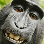 Image result for Monkey HD