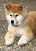 Image result for Japan Dog