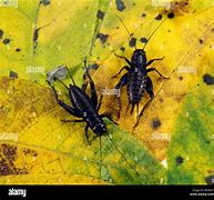 Image result for Field Cricket Female