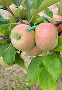 Image result for Ariane Apple