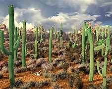 Image result for Cactus 4K
