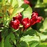 Image result for Weigela CHERRY LOVE