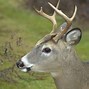 Image result for Limpy Gimpy Whitetail Deer