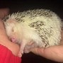 Image result for Do Hedgehogs Bite