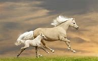 Image result for Most Beautiful Baby Horses