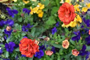 Image result for Geum Fiery Tempest