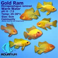 Image result for Arica Gold Ram