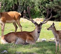 Image result for Red Deer Family