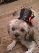 Image result for Dog with Hat Meme Template