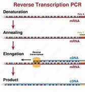 Image result for RNA to cDNA