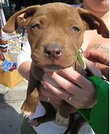 Image result for Brown Pit Bull Puppy