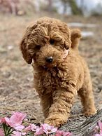 Image result for Miniature Labradoodle