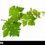 Image result for Grape Vine Growing On Ground