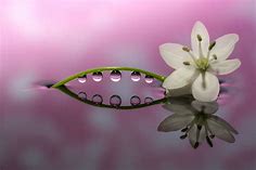 水滴と光で咲く奇跡の花。春の一瞬を切り取るマクロ撮影術 | 月刊「旅する大人のソニー」 | ソニー | ソニー