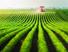 Image result for Industrial Agriculture Crops