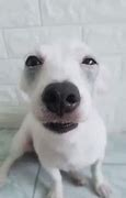 Image result for Funny Dog Emoji