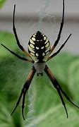 Image result for California Garden Spider
