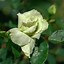 Image result for Roses Variety Colors