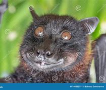Image result for Funny Bat and Fox Pictures
