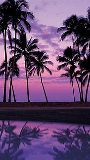Image result for Palm Tree iPhone Wallpaper