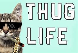 Image result for Cat Meme Thug Life Green