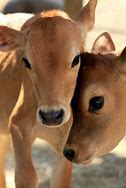 Image result for Baby Cow Eyes