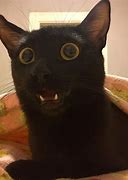 Image result for Cat with Funny Face