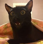 Image result for Funny Kitty
