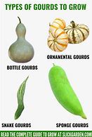 Image result for Types of Gourds and Squash
