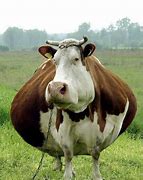Image result for Funny Farm Animals Cow