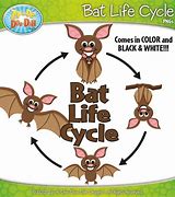 Image result for Fruit Bat Life Cycle