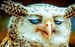 Image result for Owl Funny Group