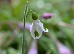 Image result for Galanthus North Hayes