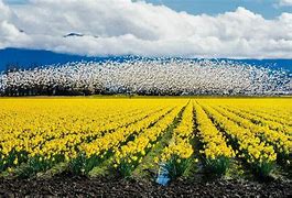 Image result for Galena Crosse Daffodil Festival