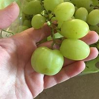 Image result for Grapes That Look Like Fingers