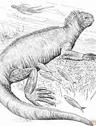 Image result for What Is the Biggest Iguana