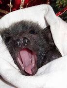 Image result for Cutest Bat Yawn