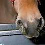 Image result for Equine Influenza in Horses