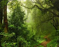 Image result for Dense Forest View