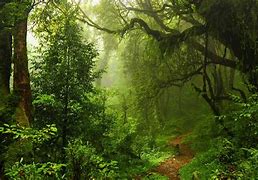 Image result for 4K Ultra HD Forest Wallpaper