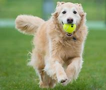 Image result for photos of pets