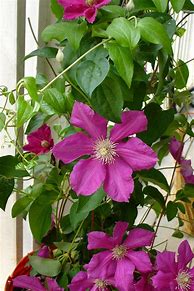 Image result for Pink Flower Vine Plant