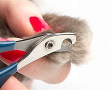 Image result for Where to Cut Cat Claws
