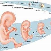 Image result for Human Pregnancy Stages