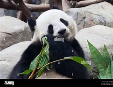 Image result for Giant Panda Bear Eating Bamboo