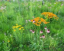 Image result for Gathering Wild Plants Wisconsin