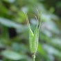 Image result for Aquilegia canadensis