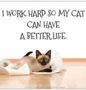 Image result for Motivational Cat for Success