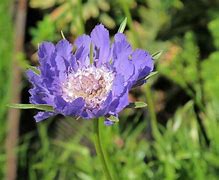 Image result for Scabiosa caucasica Clive Greaves