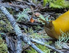 Image result for Redwood Forest California Animals